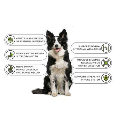 OEM Natur Pet Nutrit Training Gain อาหารเสริมเพื่อสุขภาพ เพิ่มกล้ามเนื้อ สร้างอาหารเสริมโปรตีนเพิ่มน้ำหนักสุนัข