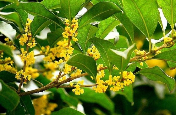 ใบออร์แกนิกจากธรรมชาติทดแทนเพื่อสุขภาพสำหรับชาชาดำออสมันตัส