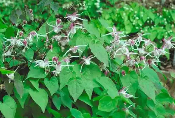 ฉลากส่วนตัว Biotin Collagen Drops Epimedium Horny Goat Week OEM